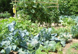 Le Jardin